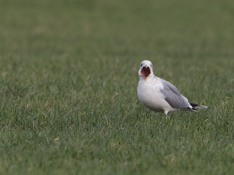 Larus canus Common Gull Stormmeeuw